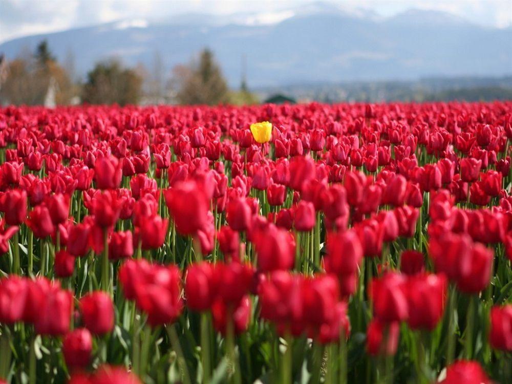 Red Tulip Hotel Ángeles Extérieur photo